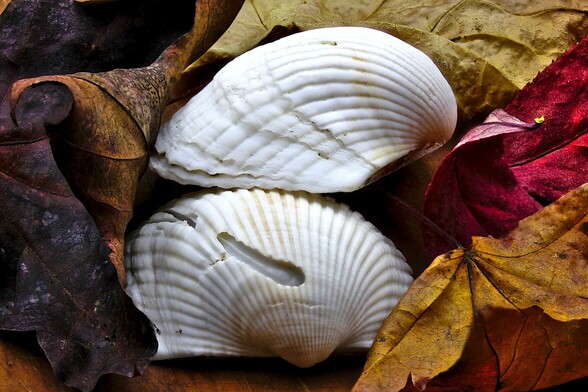 Seashells and Leaves