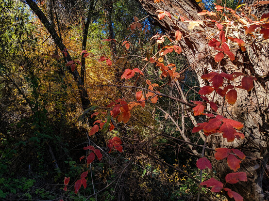 Deep red leaves in clusters of three in front of a tree trunch, with more trees behind in shadow, some leaves yellow, others green.