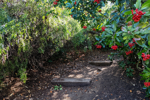 Path upward with a few wooden steps leading past a bush with green leaves and bright red berries. Beams of sunlight stream diagonally across the frame in front of a wall of leaves.