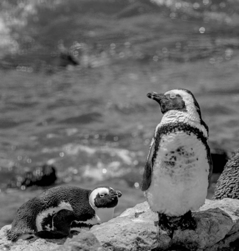 Spheniscus demersus / Jackass Penguin / African Penguin 