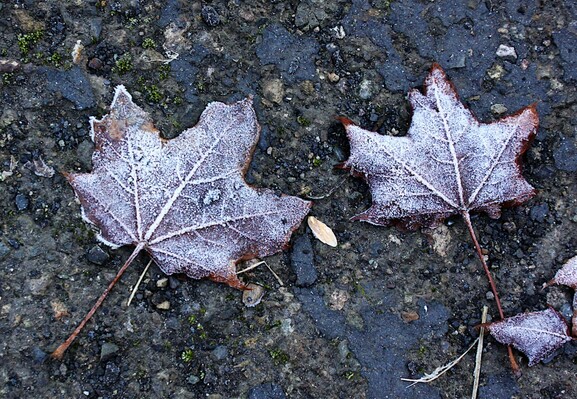 Leaves covered with early morning Frost