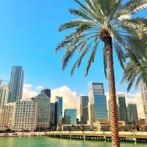 Beach high rises behind a palm tree