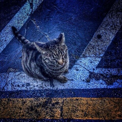 A stray cat on the street 