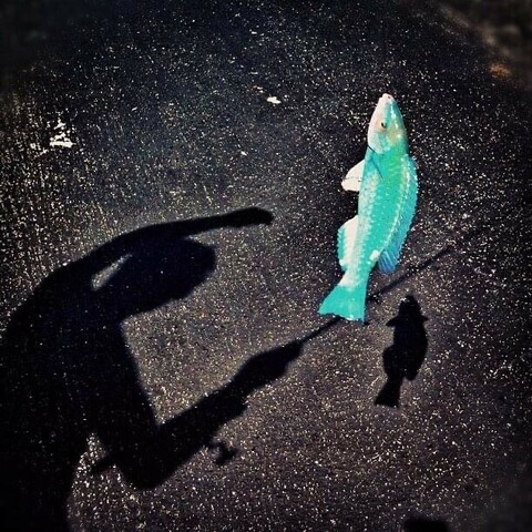 Aqua color fish on the hook and the shadow of the person who fish