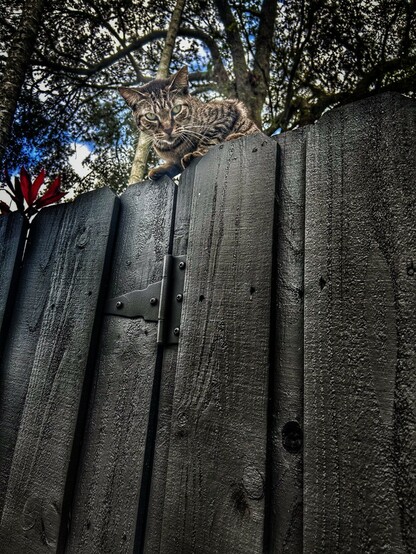 A cat on the wooden fence staring 