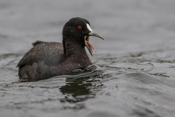 A small black bird with a white forehead and red eyes floating on a lake with its mouth wide open and tongue sticking out.