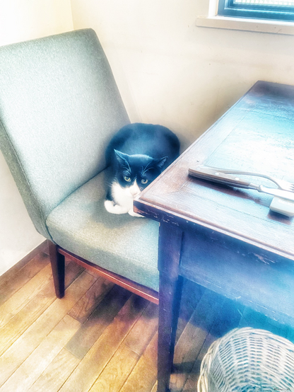 A cat sitting on the chair in a restaurant 