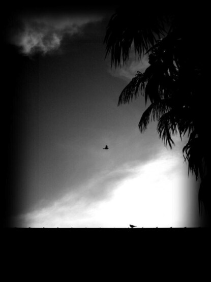 There’re two birds in the pic, one flying in the sky and the other staying on the roof.