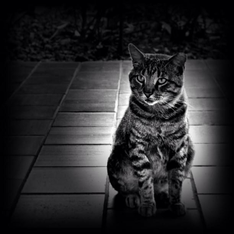 Black and white photo of a cat sitting up on tiles