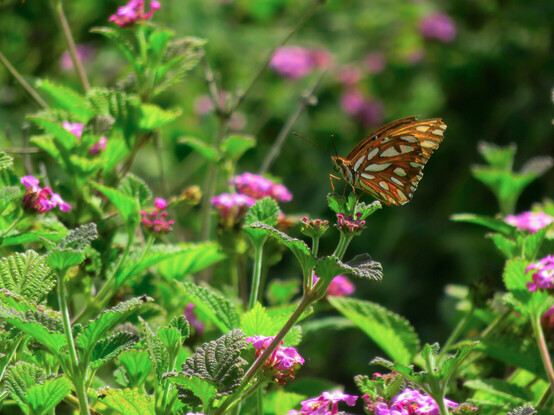 Bright orange butterfly with white spots outlined in black, perched on the end of a stem. The plant has small magenta flowers and bright green, krinkly leaves.