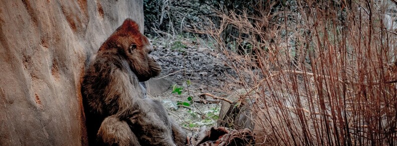 Gorilla 