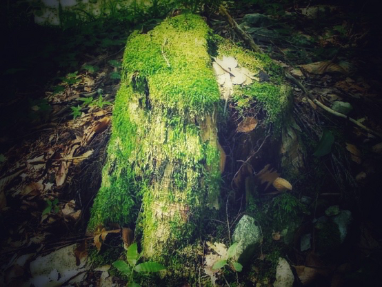 Stump covered with moss