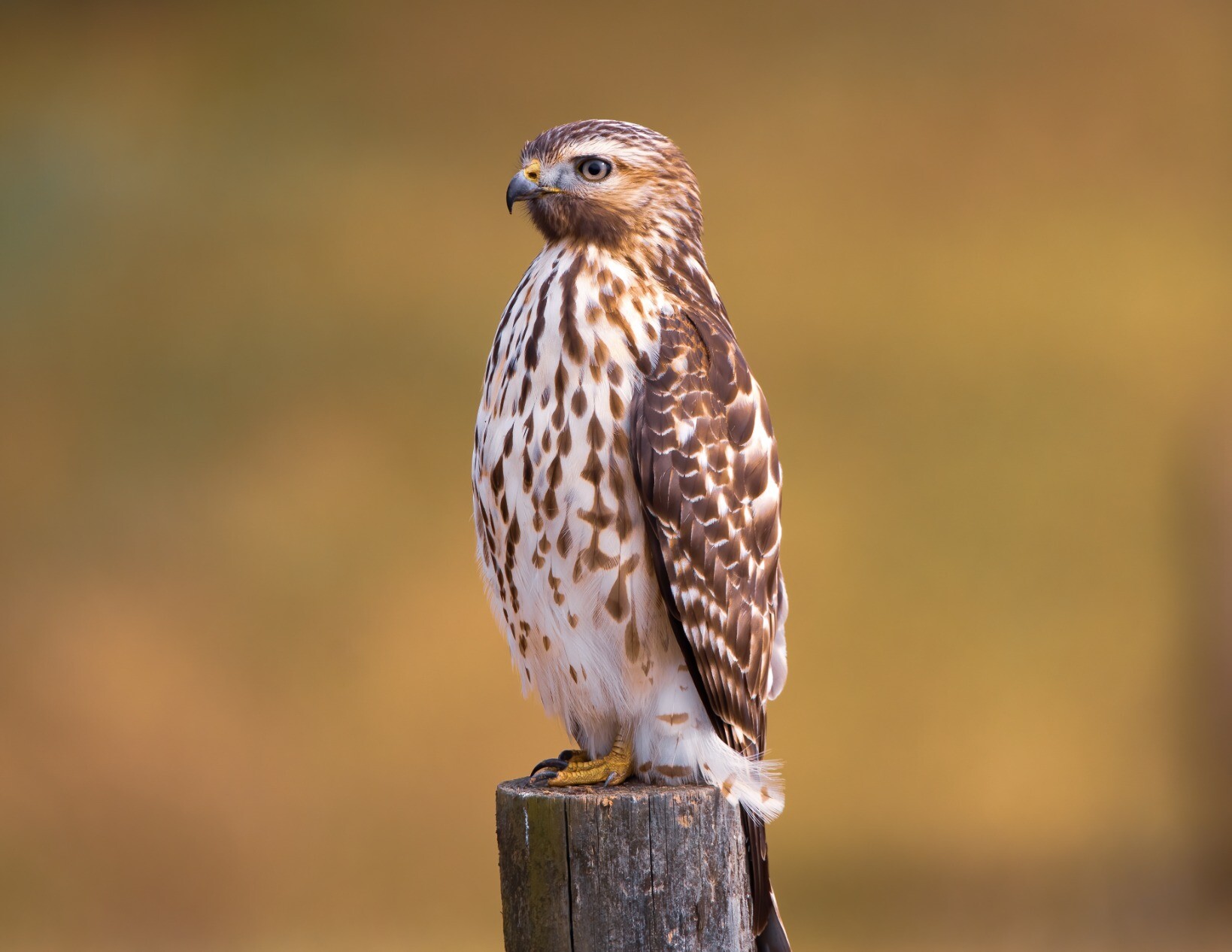 A red shouldered hawk perched on a fence post with an open field in the background. the hawk is perfectly still and has a combination of brown and white feathers