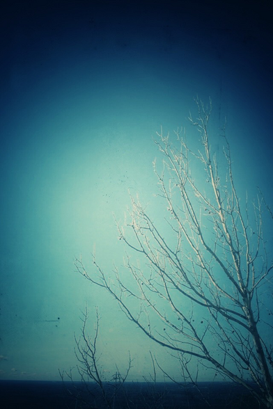 Tree branches spreading in the sky with no leaves. The sky is pale blue and there’s no cloud.