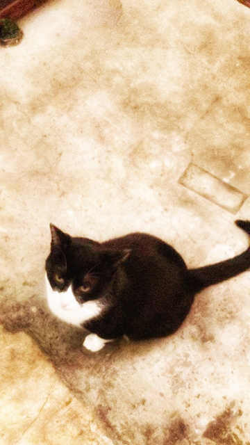 Black and white cat sitting down on concrete floor