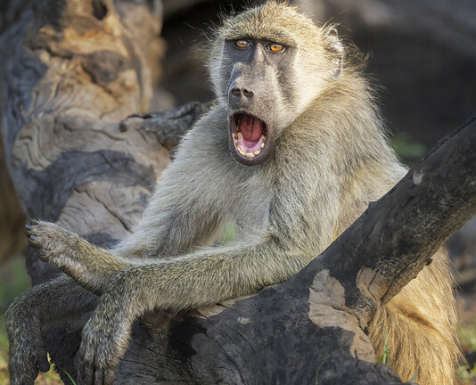 A baboon with wide open mouth, photographed in Botswana Africa
