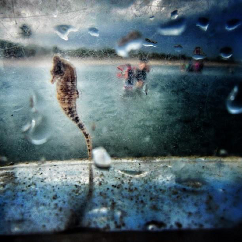 A seahorse captured in clear container at the shallow beach