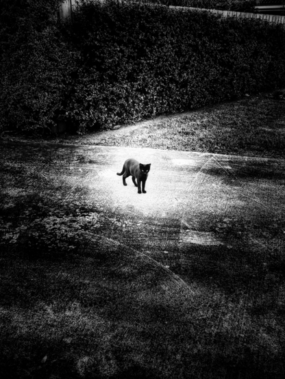 Black and white photo of black kitten standing on the street near the side wall