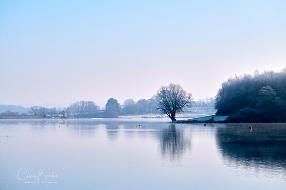 Calm and misty water with lone tree near centre, bushy trees to right, clear sky and blue tones dominant. 