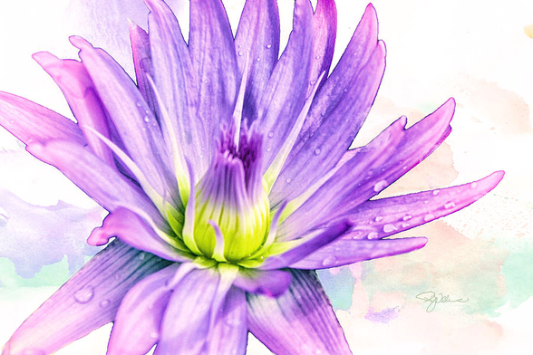 Purity
Beauty
Love
Purple 
Lily 

A little something to make you #smile 
Hoping y'all will #shopsmall when celebrating #ValentinesDay.  Avoid the big guys &  Instead support independent #artists 🎨🖌️♥️

ART: https://3-pamela-williams.pixels.com/featured/10889-purple-lily-pamela-williams.html
