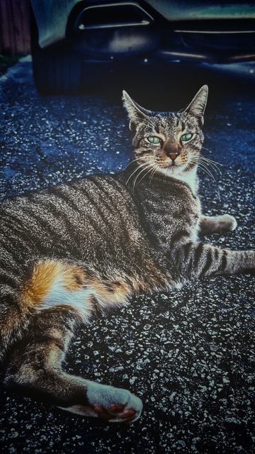 Brown striped cat with green eyes laying on the street and looking straight at you.
