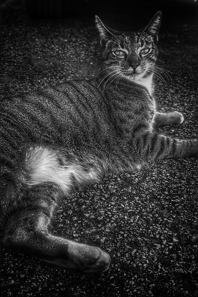 Striped cat relaxing and laying down on the street