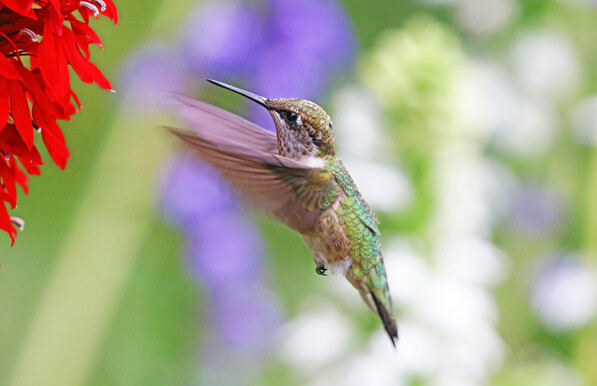 Ruby Throated Hummingbird in flight and headed for the red Lobelia with colorful purple and greenish background