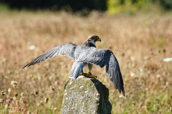 A lanner falcon perched on a rock with brown autumnal meadow in the background. It has its wings spread as it checks them before flight.