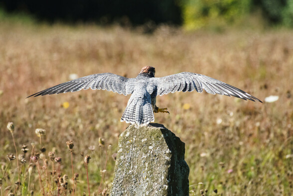 A lanner falcon perched on a rock with brown autumnal meadow in the background. It has its wings spread feeling the lift from the wind as it checks them before flight.
