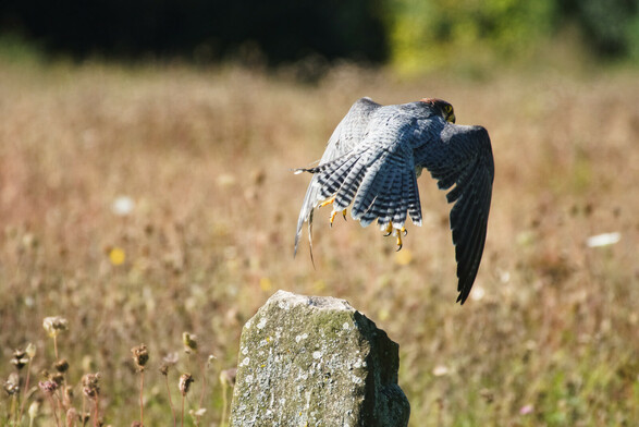A lanner falcon that's just taken to flight from a rock with a brown autumnal meadow in the background.