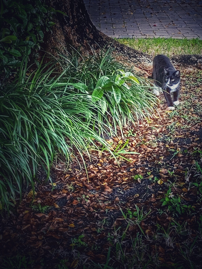 A cat looking at one direction behind bushes