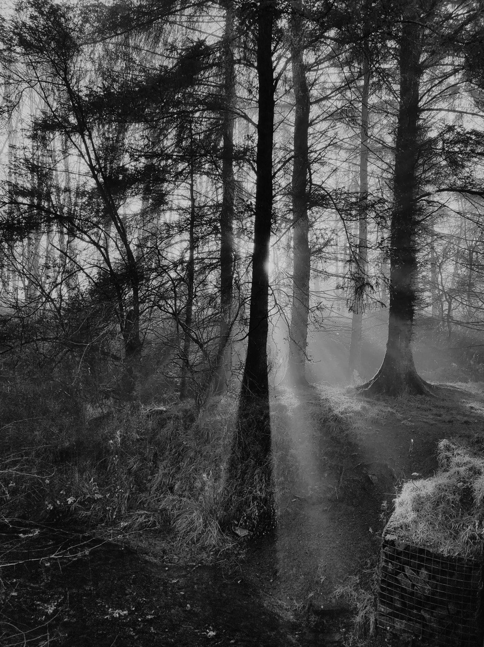 Black and white portrait format image showing shafts of early morning sunlight penetrating the tall, straight trunks of Scots pine trees and casting dark shadows in woodland. The sun is hidden behind one of the tree trunks so all of the beams of light seem to emanate from behind it.