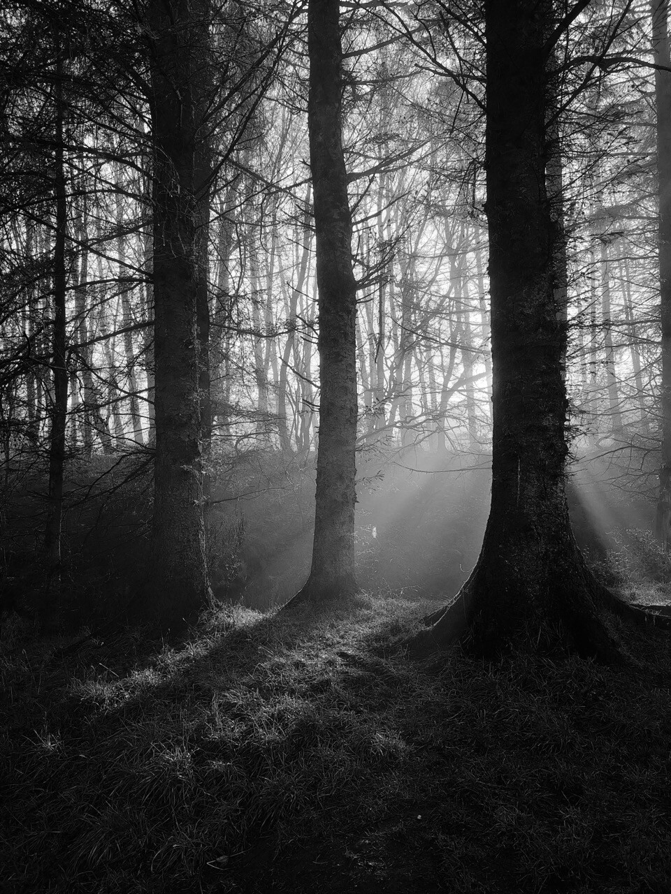 Black and white portrait format image showing shafts of early morning sunlight penetrating the tall, straight trunks of Scots pine trees and casting dark shadows in woodland. The sun is hidden behind one of the tree trunks so all of the beams of light seem to emanate from behind it.