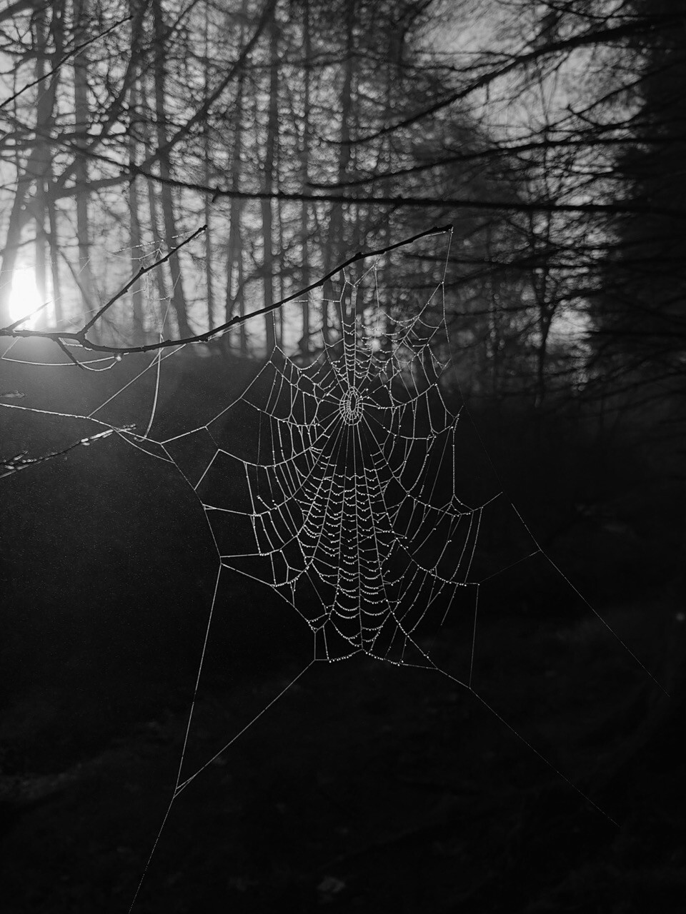 Black and white portrait format image showing early morning sunlight penetrating the tall, straight trunks of Scots pine trees and highlighting the delicate, dew-laden structure of a large spider's web which is clinging to slender branches