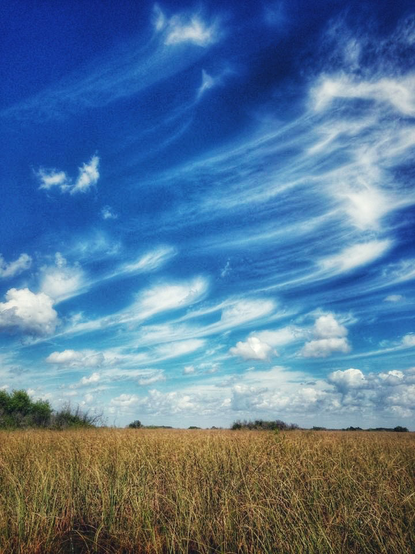 Cirrus clouds covering the blue sky on top of wetlands of Everglades National Park.