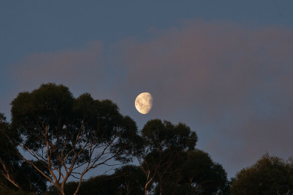 A 3 quarter moon rises above the gum tree tops, the upper branches still lit in a faint gold from the setting sun.  The sky is paling with a cyan taint.  Sparse dusky pink cloud is scattered.