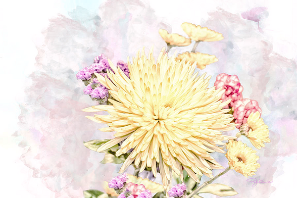 Spring mums flowers yellow and pink