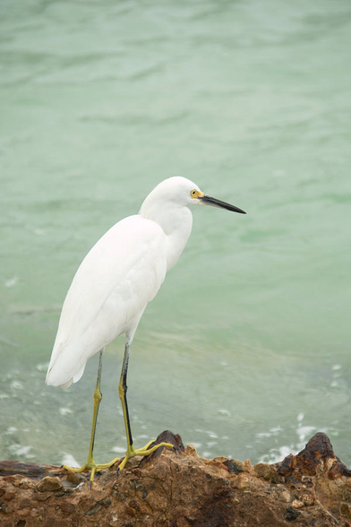 Image of snowy egret sitting in the rocks near the shore at Madeira Beach, Florida with ethe emerald waters as a backdrop