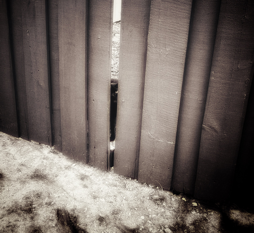 A black cat peeking through the space in between the wooden fences