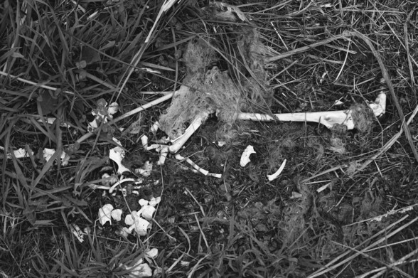 The remains of (possibly) a wallaby, found on the roadside at Binalong Bay in Tasmania