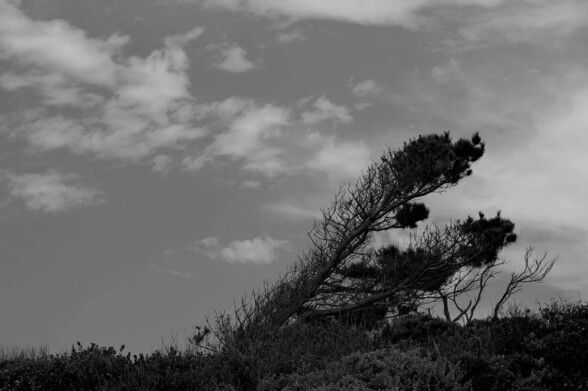 A tree on the top of a small hill, leaning precariously due to prevailing winds