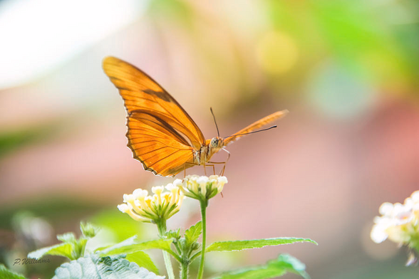 Orange butterfly with open wings hanging out on white blossoms with a nature bokeh background 