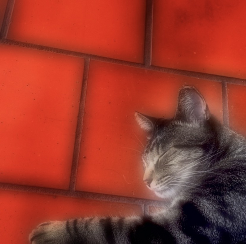 A cat sleeping on red tile floor 