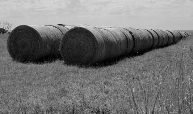 2 long lines of hay rolls in a paddock at Binalong Bay, Tasmania