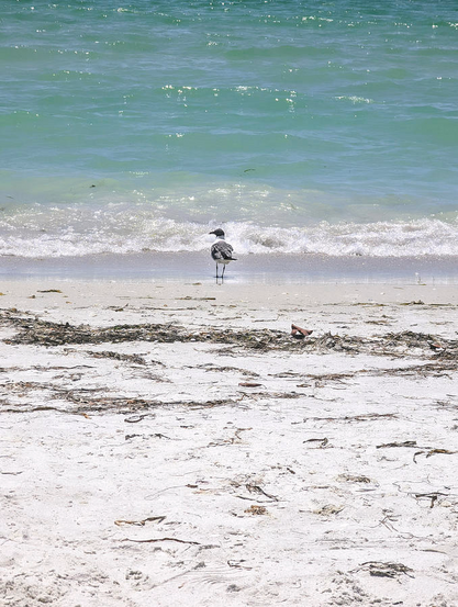 Quiet beach picture with a lone seagull staring out at the sea