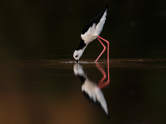 A black and white shore bird with long pink legs feeding, mirrored but its reflection in the water below.