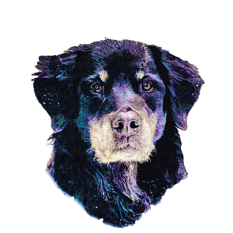 Digitally painted original photo of mixed breed Bernese dog with white background 