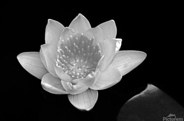 Water Lily in close up in black and white with partial lily pad.