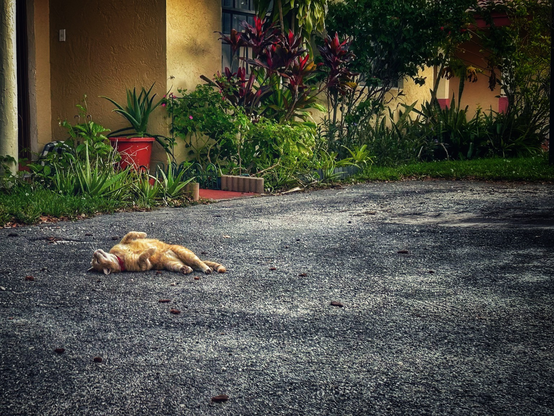 Orange tabby cat laying on his back in front of the house 