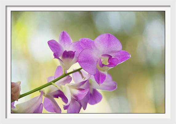 Pink orchids in full bloom with nature bokeh background 